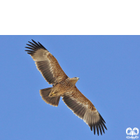 گونه عقاب شاهی Eastern Imperial Eagle